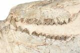 Fossil Oreodont Skull With Associated Bones #192542-8